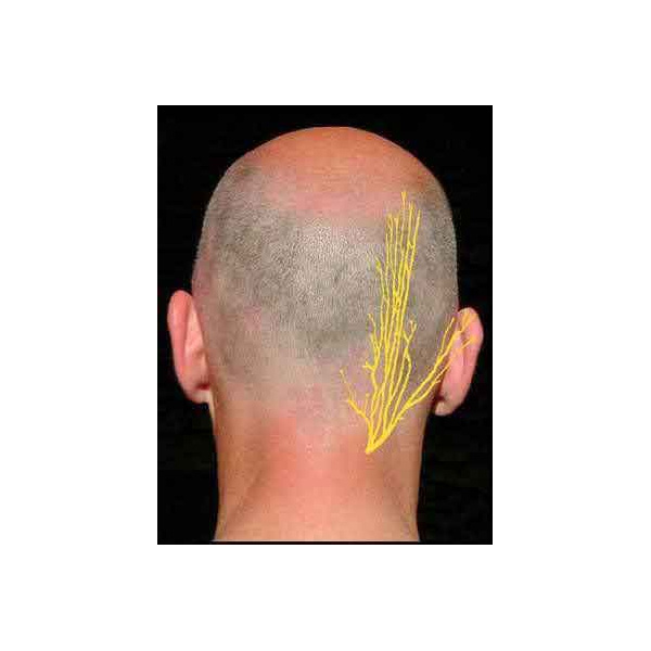 reperage-du-nerf-darnold-pour-tens-eco2_2098754449